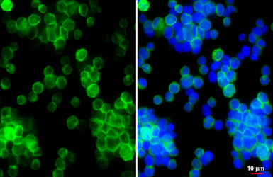 Anti-CD79a antibody [HL5516] used in Immunocytochemistry/ Immunofluorescence (ICC/IF). GTX646179
